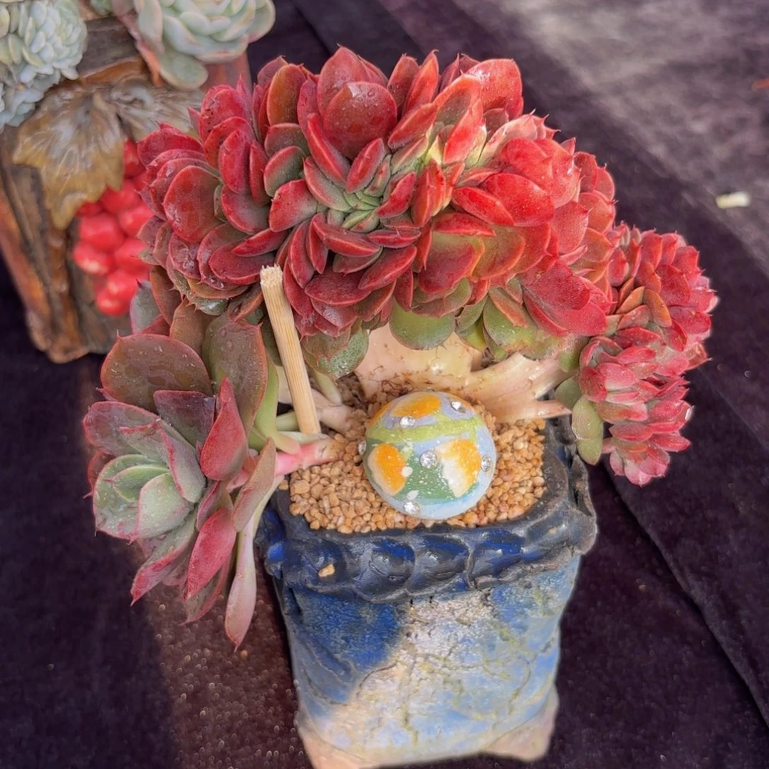 一物一拍，尖叶玫瑰缀化