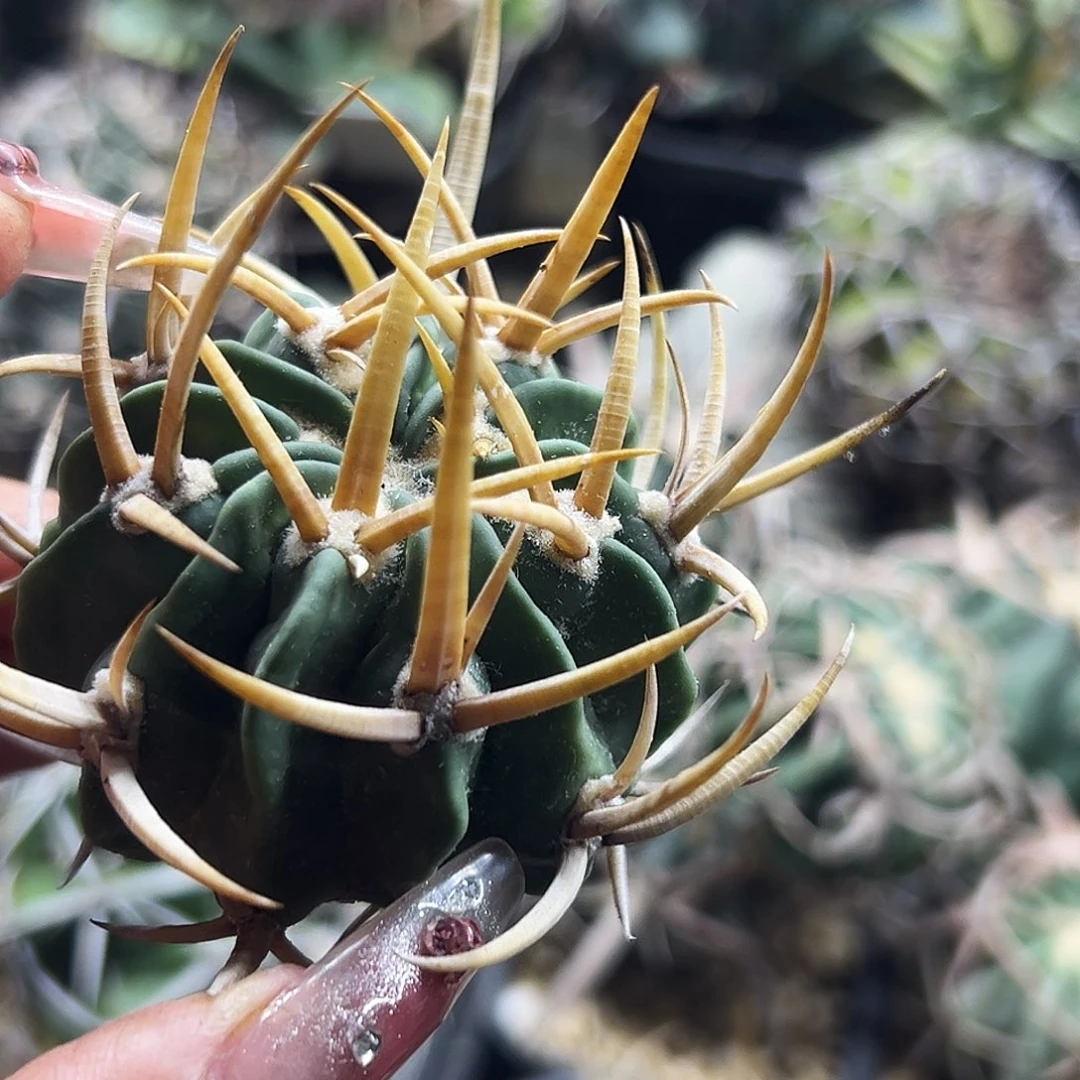 龙剑有根仙人球66666666