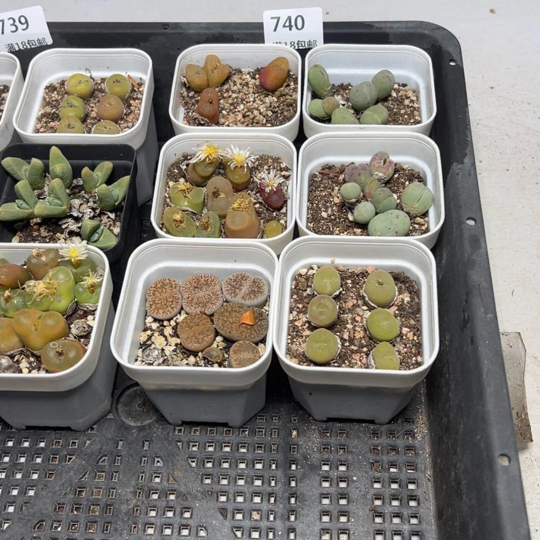 【闪购商品】 740。