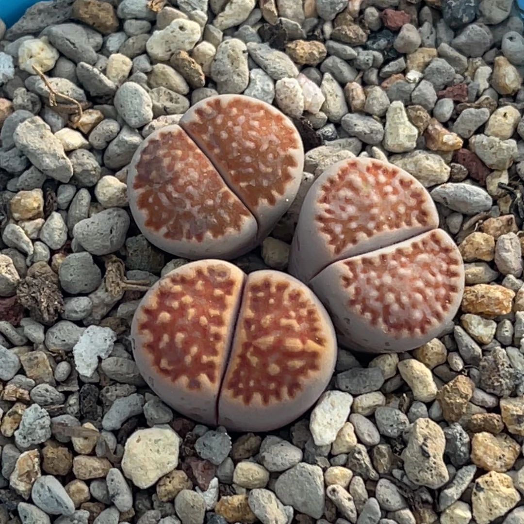 6337红福来三颗。