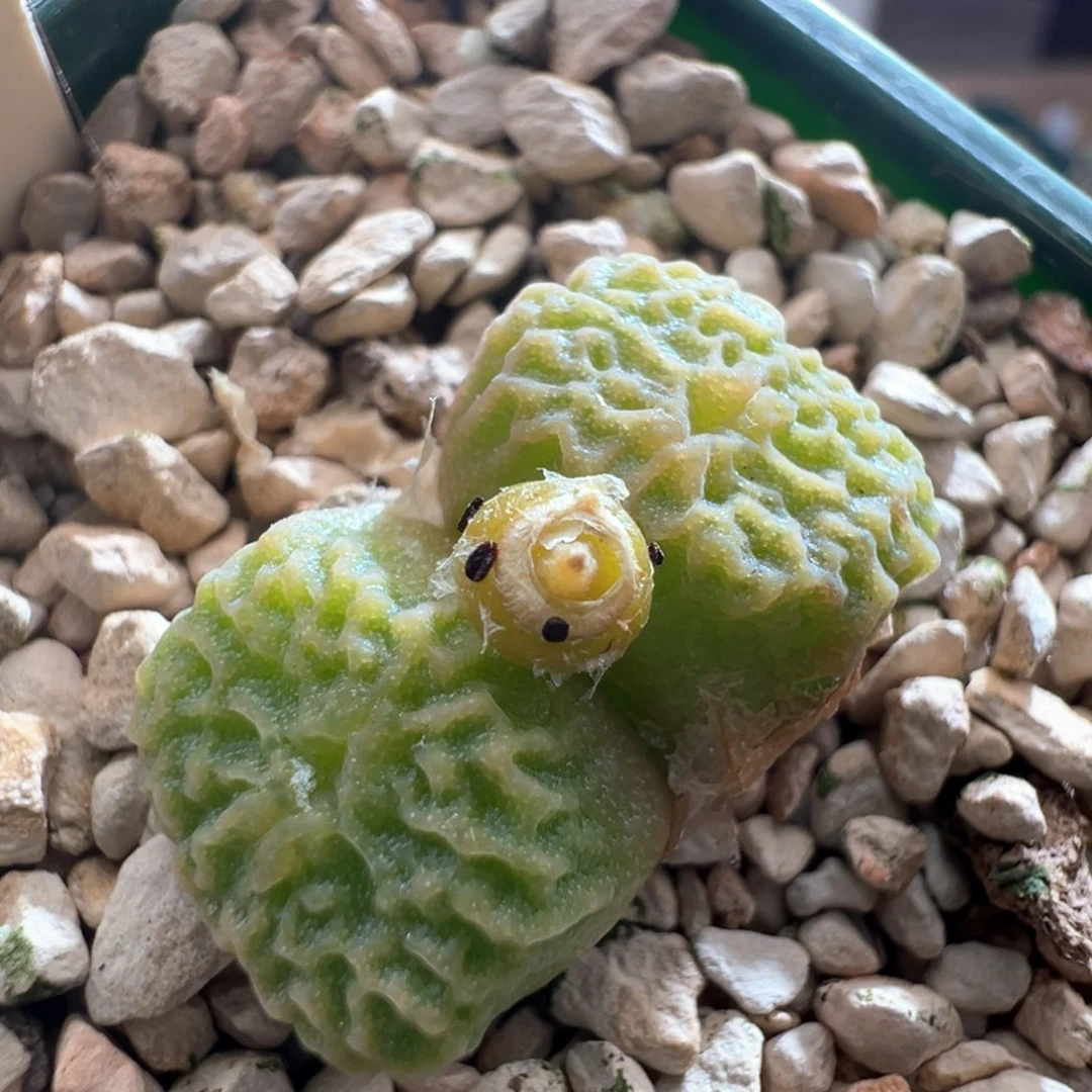 609。青蛙优选DT7778超烧大母本