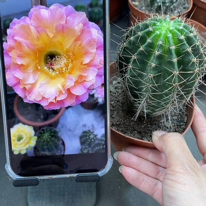 香香1-200号6.5公分左右