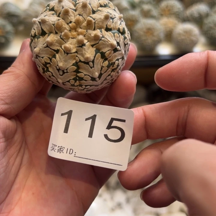 毕***线兜星球仙人球115号球