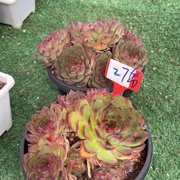 27月恋石带盆一个多肉