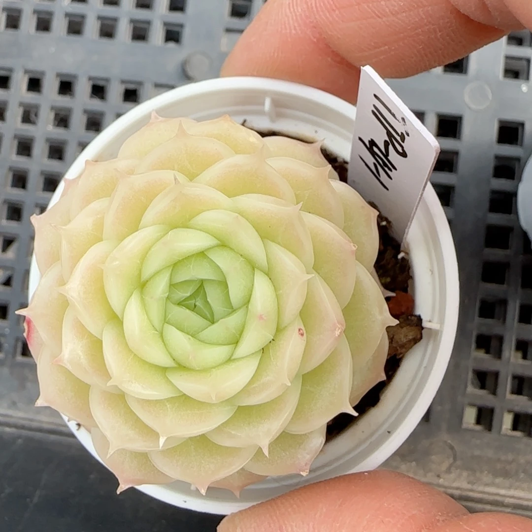 我****猫【闪购商品】0212-31（ppt-151-1）