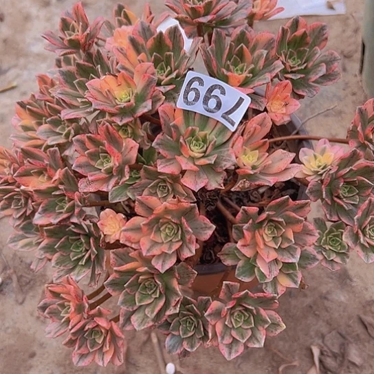 平***福多肉植物一个甜茶