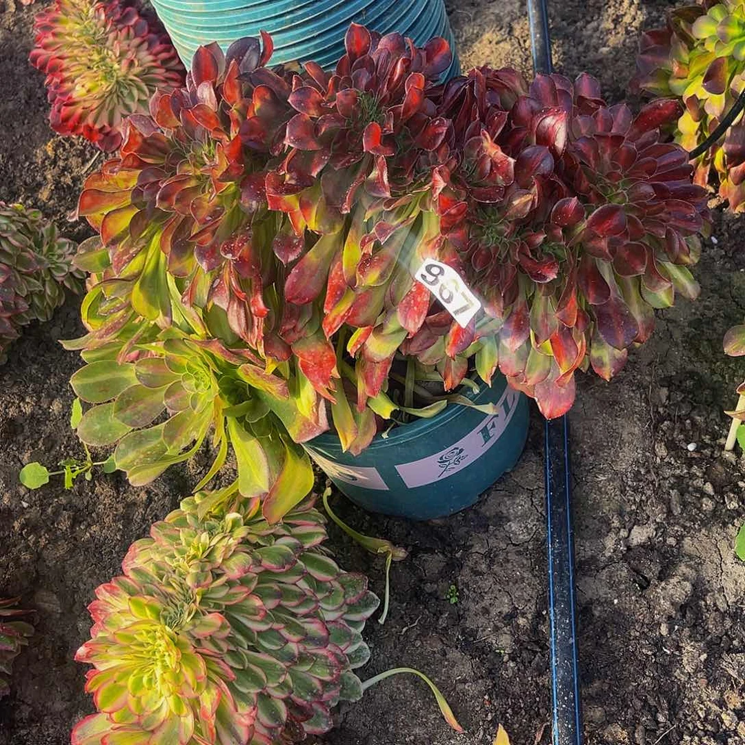 法师法师16–4包邮法师