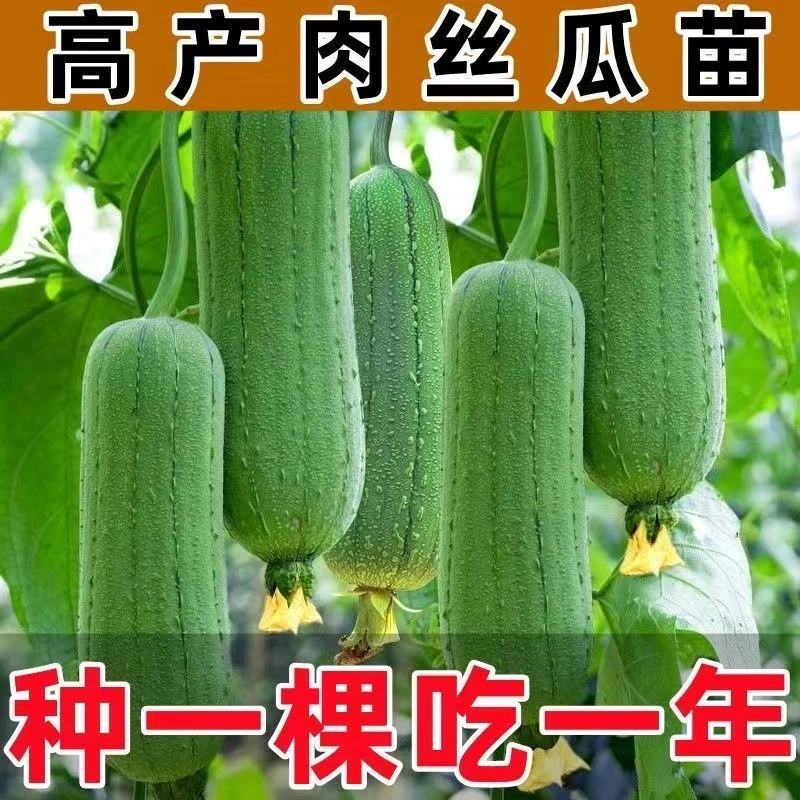 丝瓜苗丝瓜秧苗早熟高产肉丝瓜苗西昌丝瓜苗庭院栽植现挖现卖