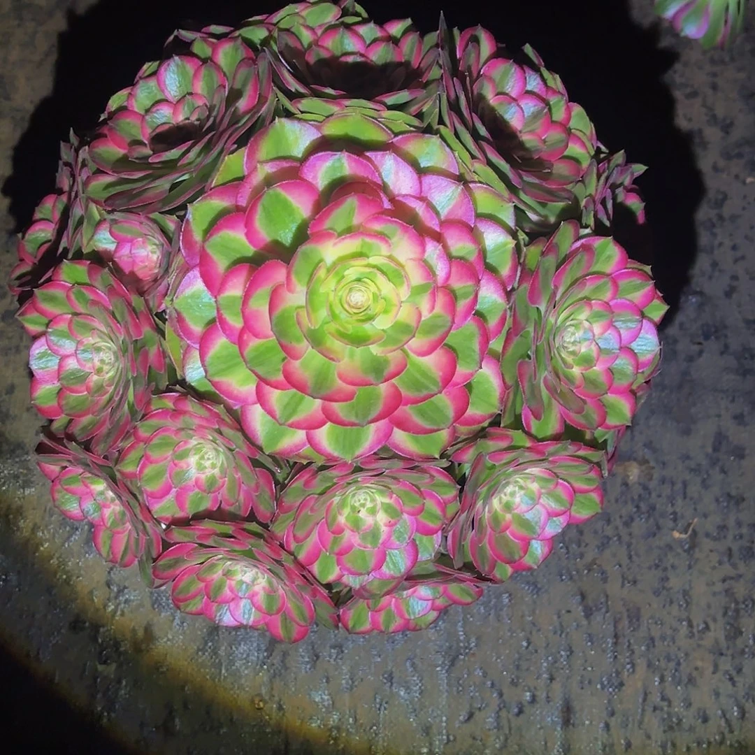 此***冰海棠多肉植物一颗