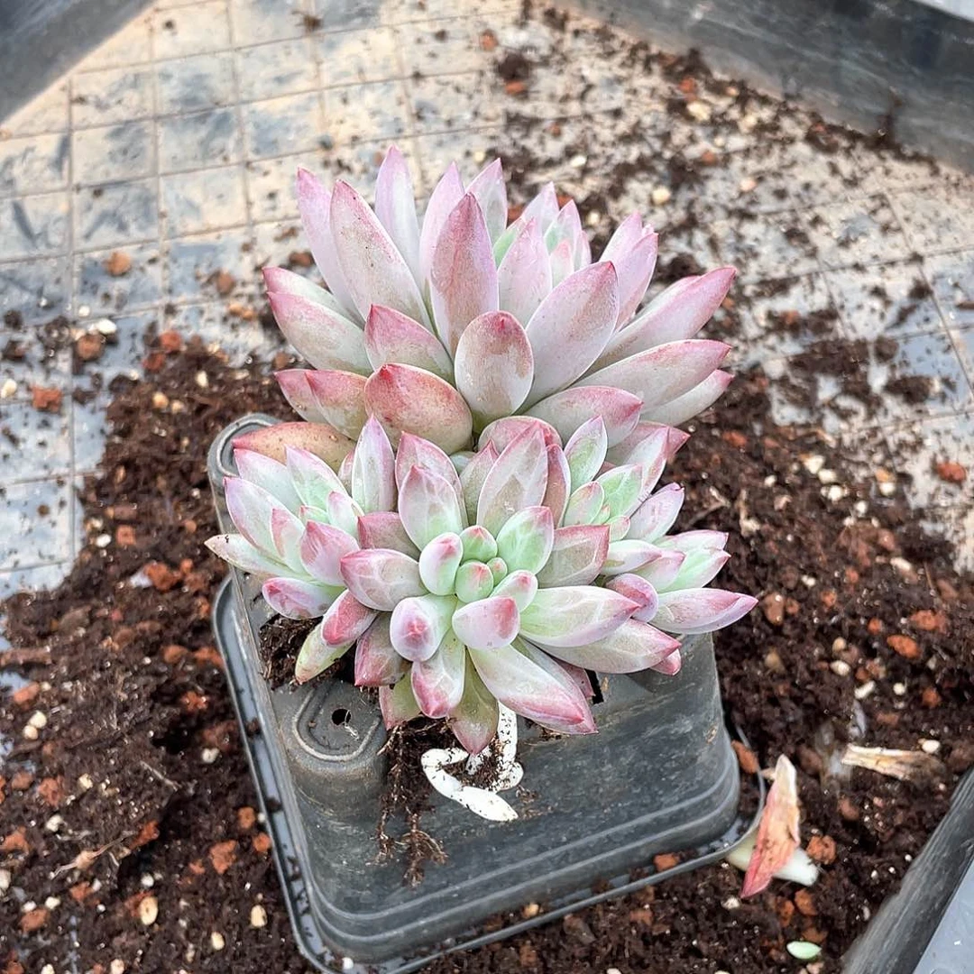 若*多肉植物多肉植物