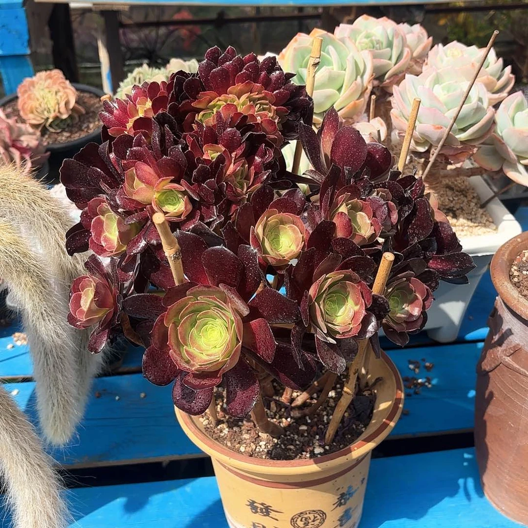 欧紫法师缀化多肉植物