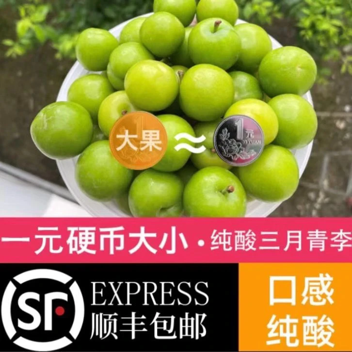 【现货保证不苦不涩】钱排三月李孕妇青李甘草水果三华李1斤包邮