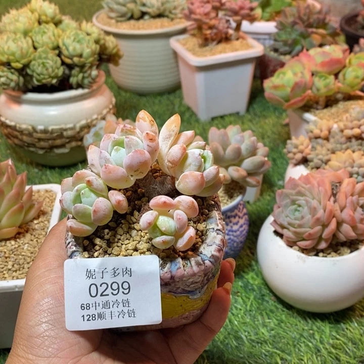 0299 不满68请拍冷链