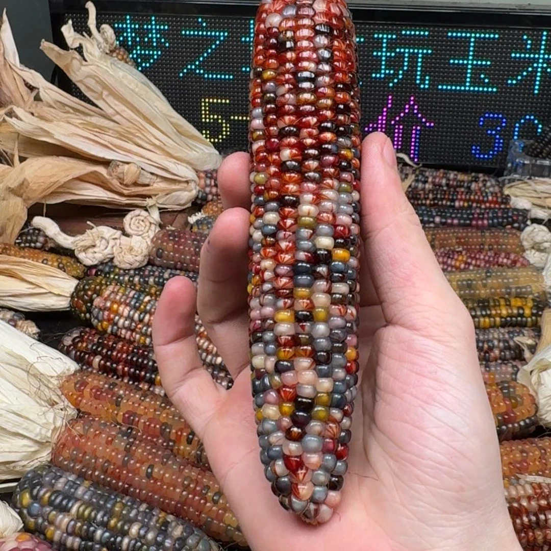 柏香籽/百香籽吊坠简**乐