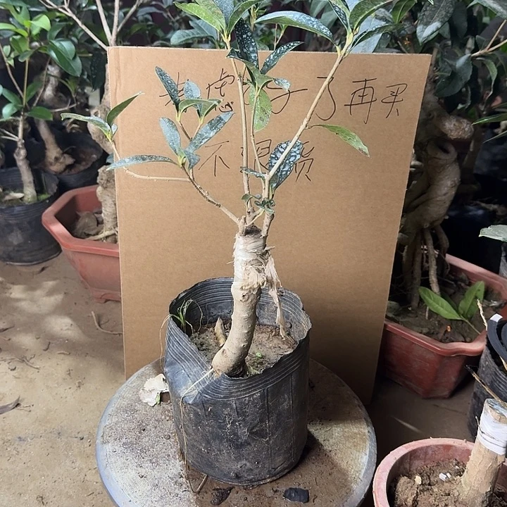 无花朵桂花儿开始开花了