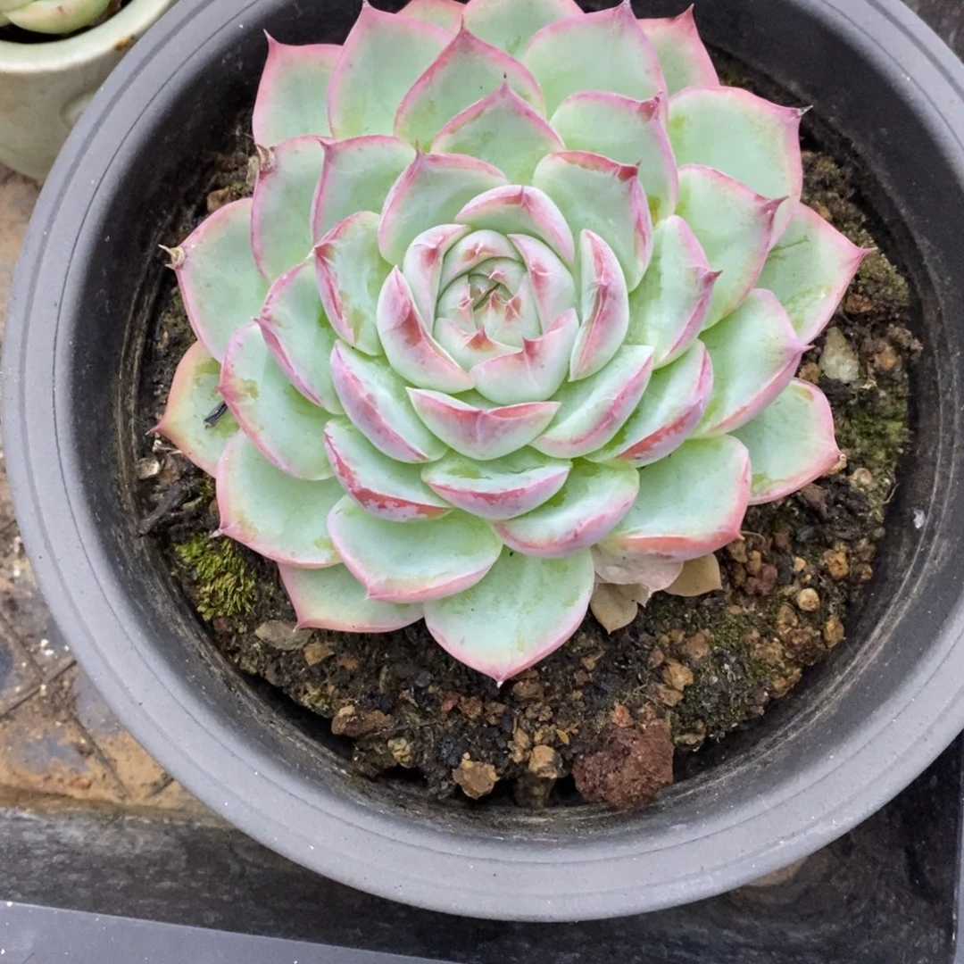 精品多肉一物一拍不包整291