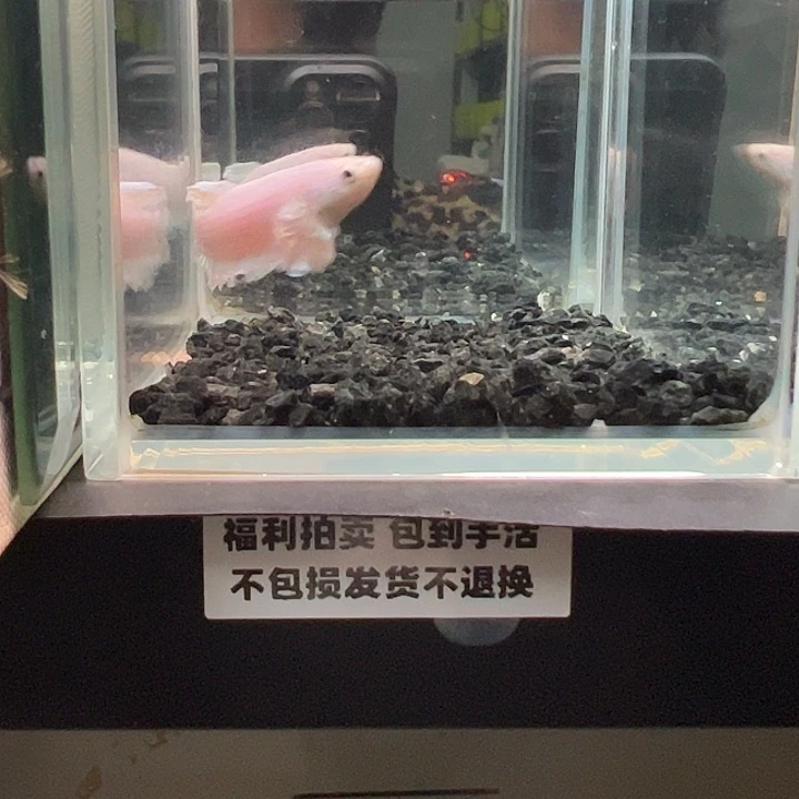 斗鱼竞拍跑单拉黑25日2