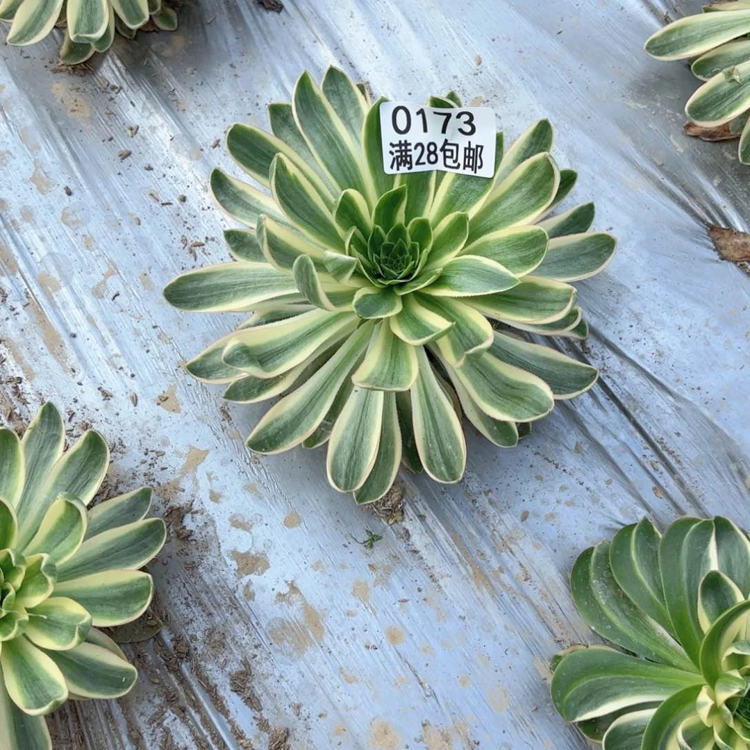 W.    0173青莲多肉