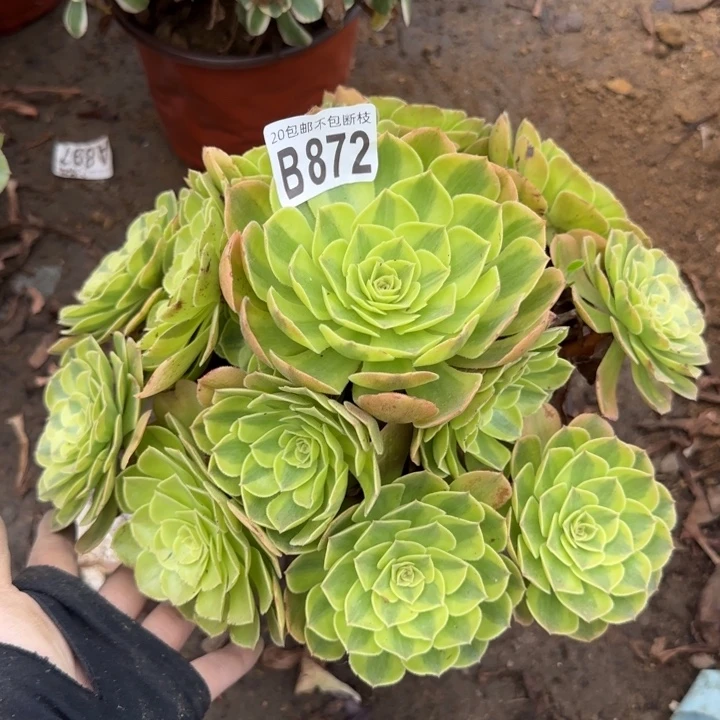 雨何……多肉植物……