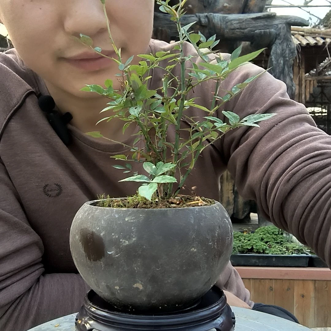 山***月小盆景小植物一物一拍160