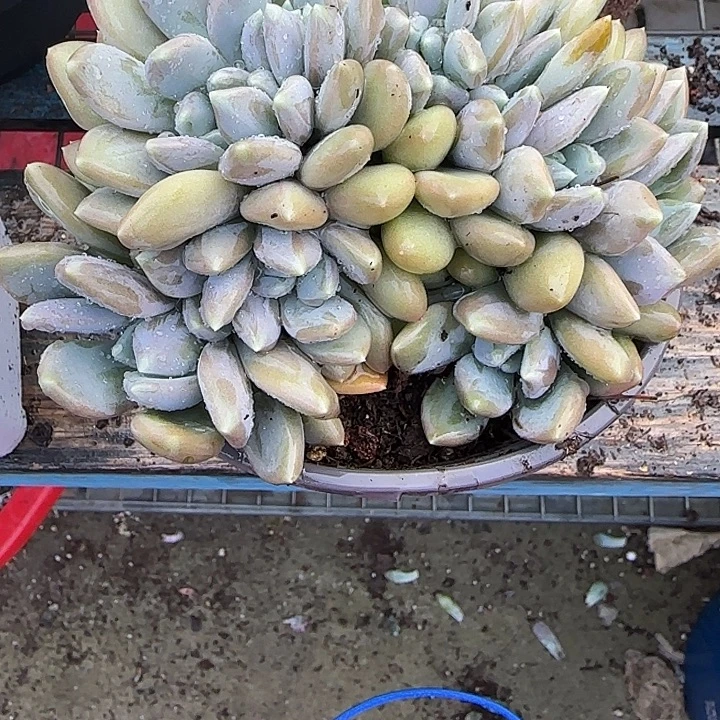 飘***摇青蛙王子儿童牙膏套装11