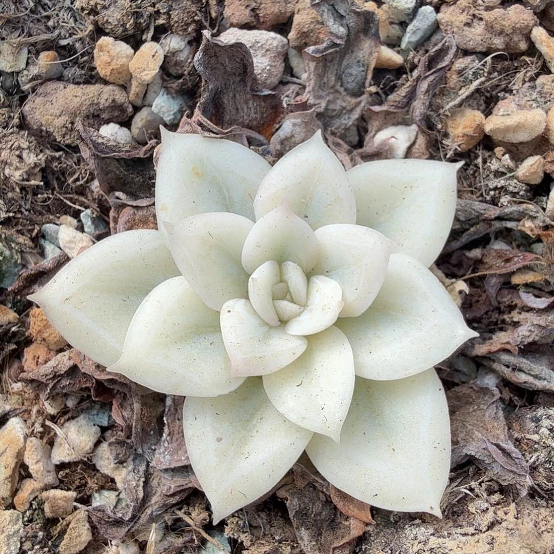 月亮仙子锦宽覆轮锦