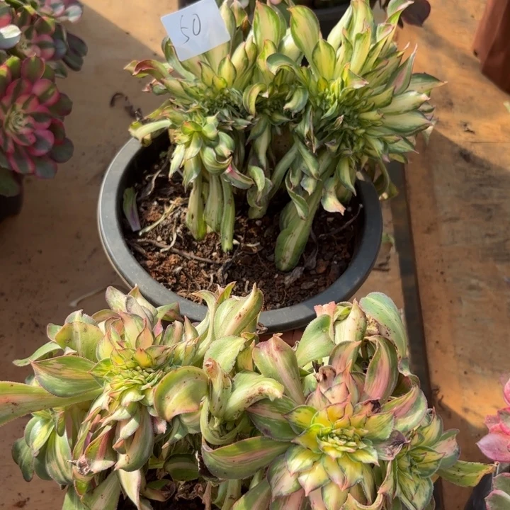 …***…无花朵050特价焕彩无售后