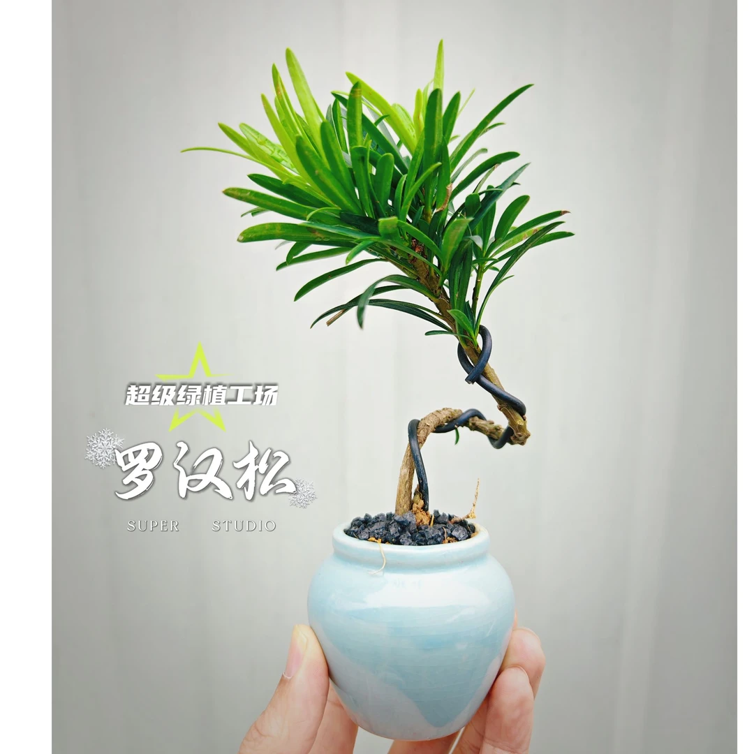 罗汉松小盆景ins禅意桌面绿植懒人盆栽客厅书房办公室摆件植物