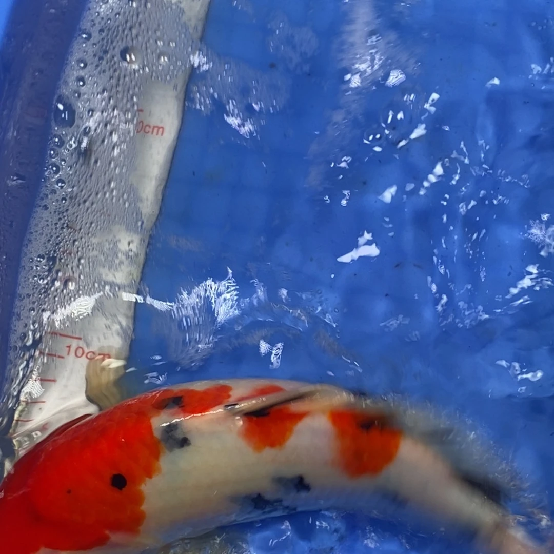 锦鲤冷水锦鲤包邮