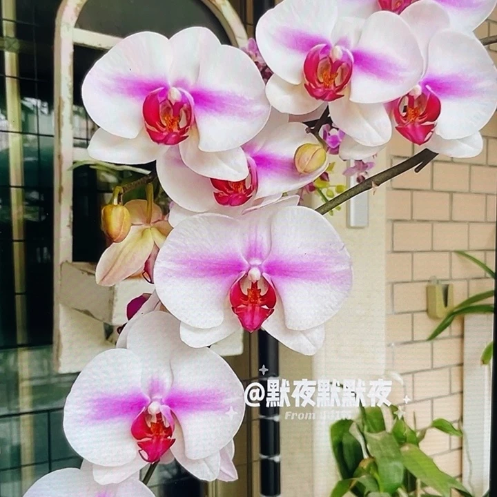 完全开放婚纱2.8寸杯带花剑根一般介意慎拍