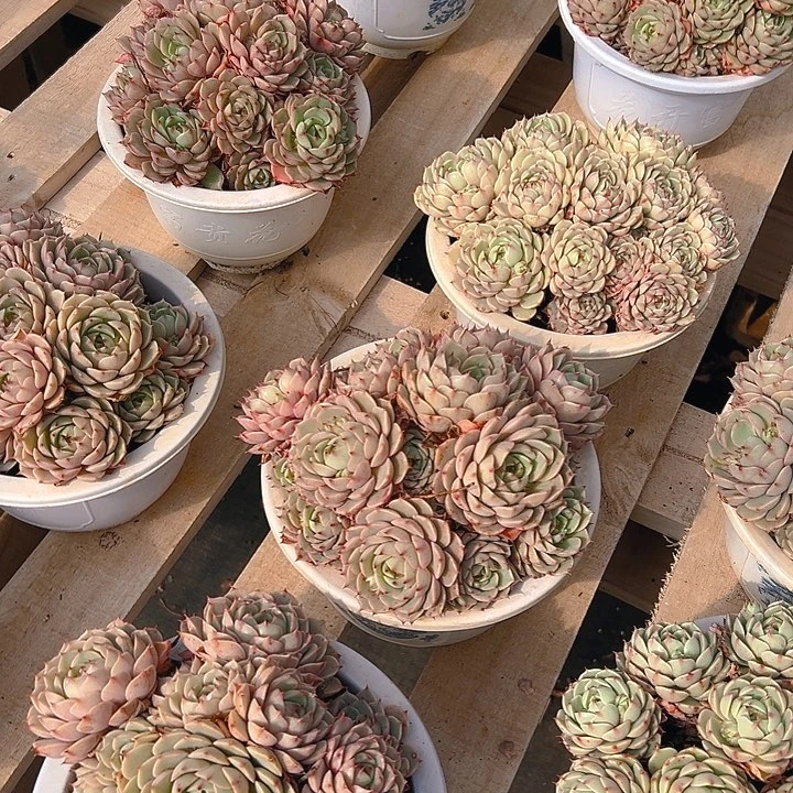 大杯苯巴蒂斯，满18包邮