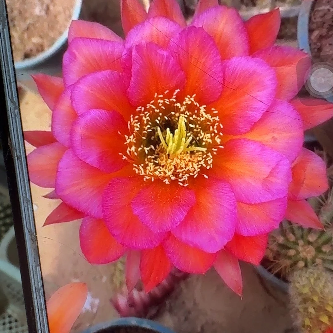 阿不里侧芽5公分毛花柱