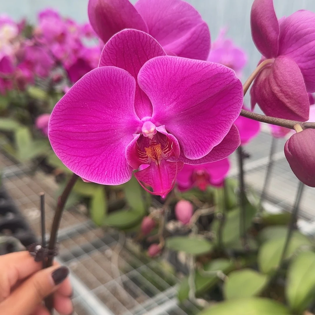 大部分花苞少量开放A021带花发无售后