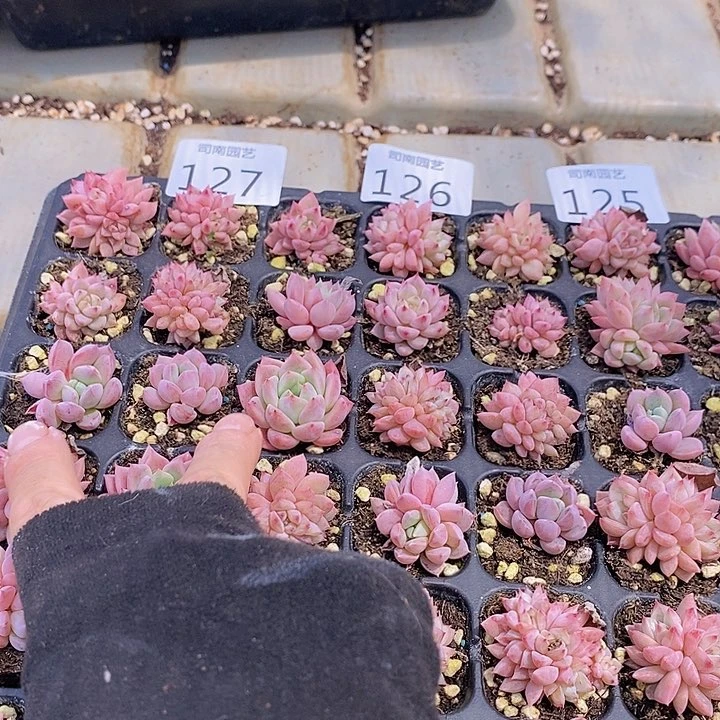 124-127 多肉植物盆栽花卉植物