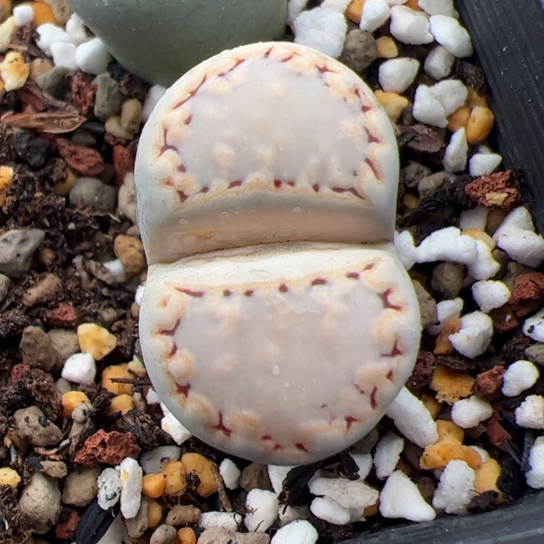 0245号饼干 有干伤 多肉植物