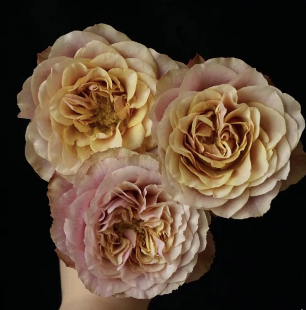 【双人桌】花农直发，全场任意两单顺丰冷链包邮，0度以下必拍保温棉！