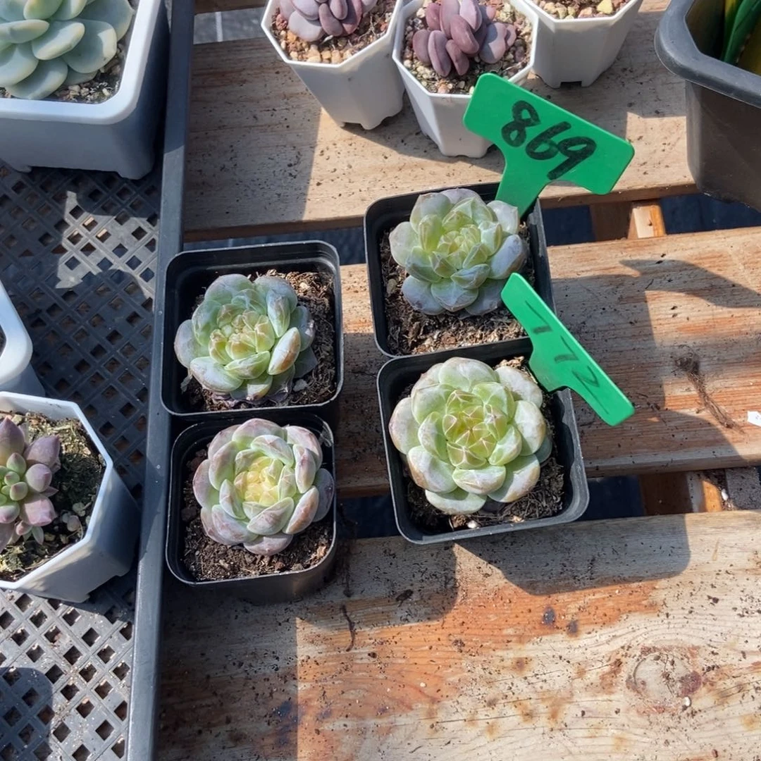 涅***生869 772冰魄多肉植物