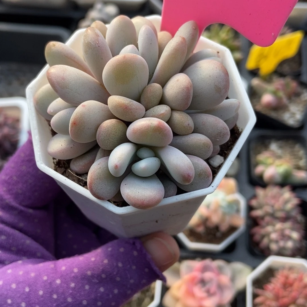 80粉兔多肉植物多肉