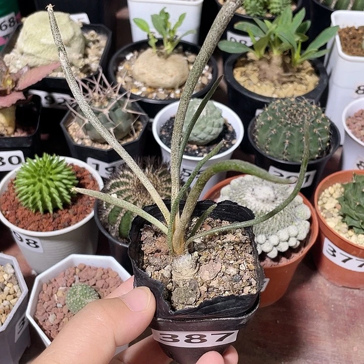 沈***贸387实生美杜莎块根