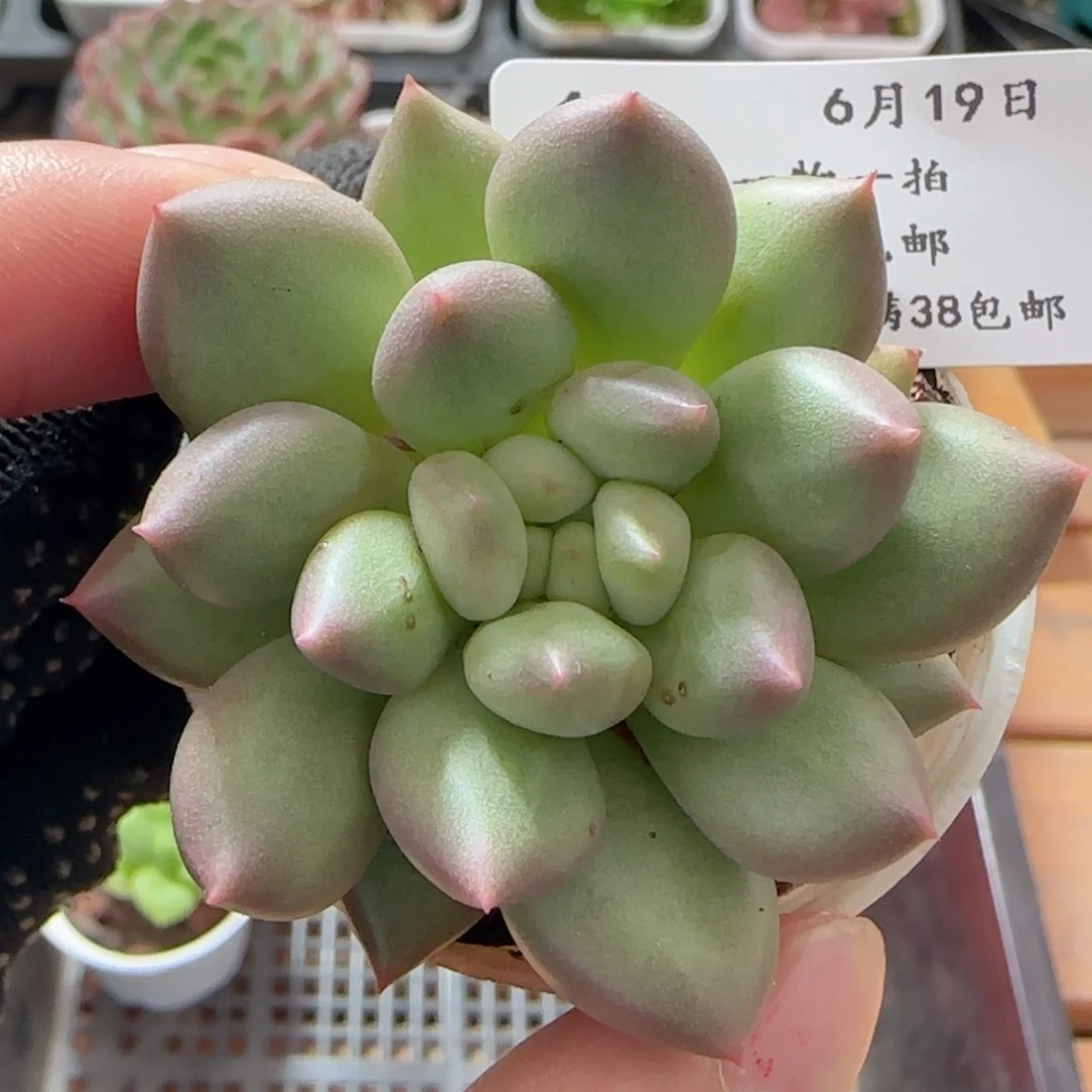 0619-11所罗门所罗门