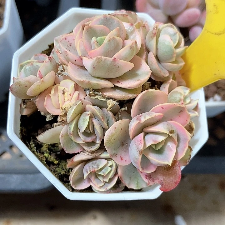 多肉植物秀妍锦555