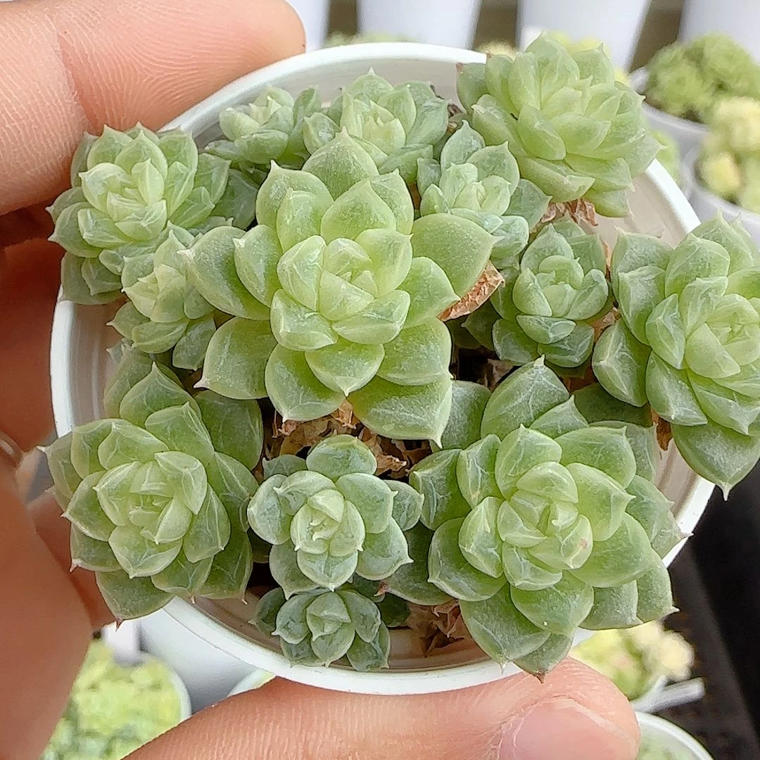 【闪购商品】0925-105