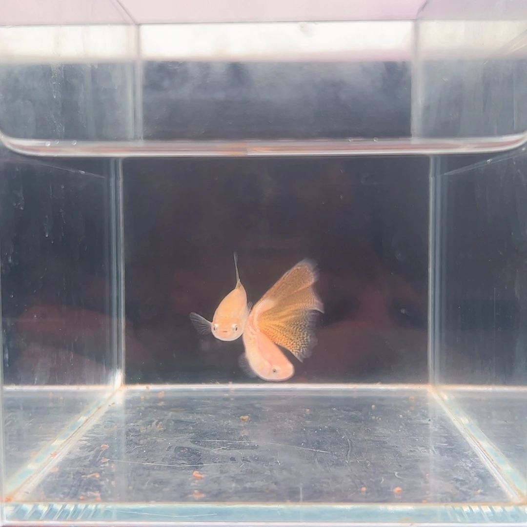 金属黄蕾丝白子孔雀鱼