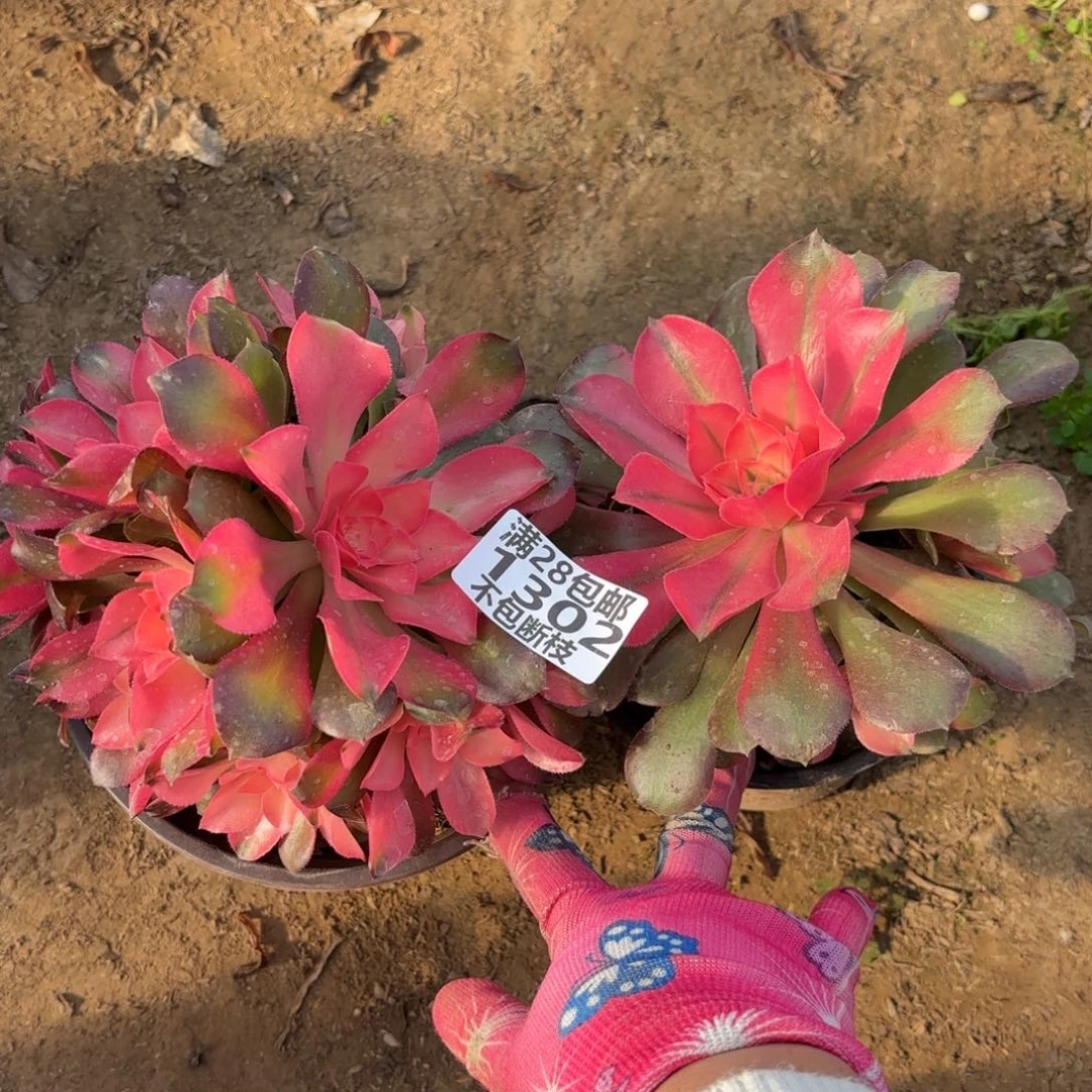 N. 1302香妃多肉两颗