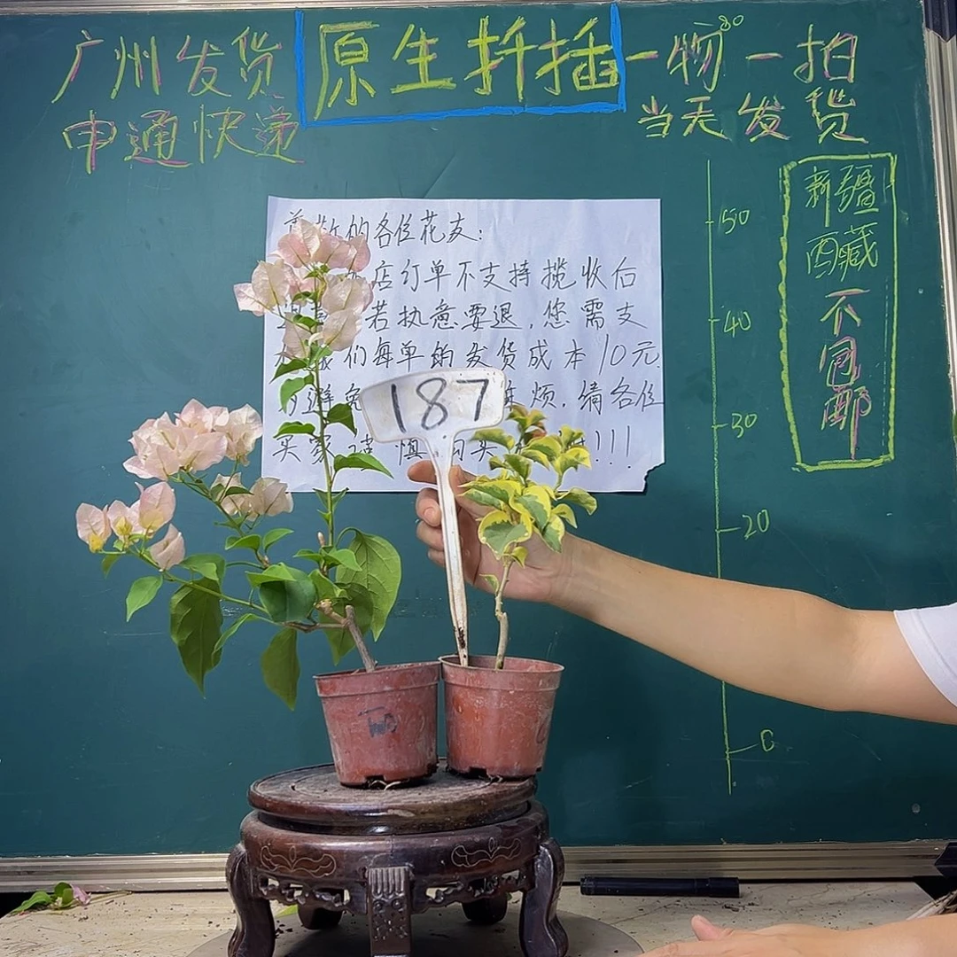 当前无花栽培后可以开花绿叶丽人掌中宝 橙冰掌中宝 187