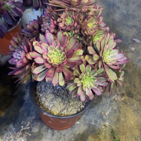 紫霞仙子有断枝多肉5934