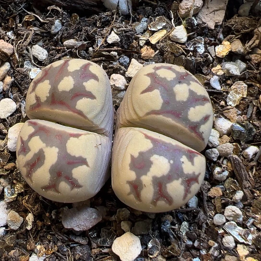 90多肉植物百科知识