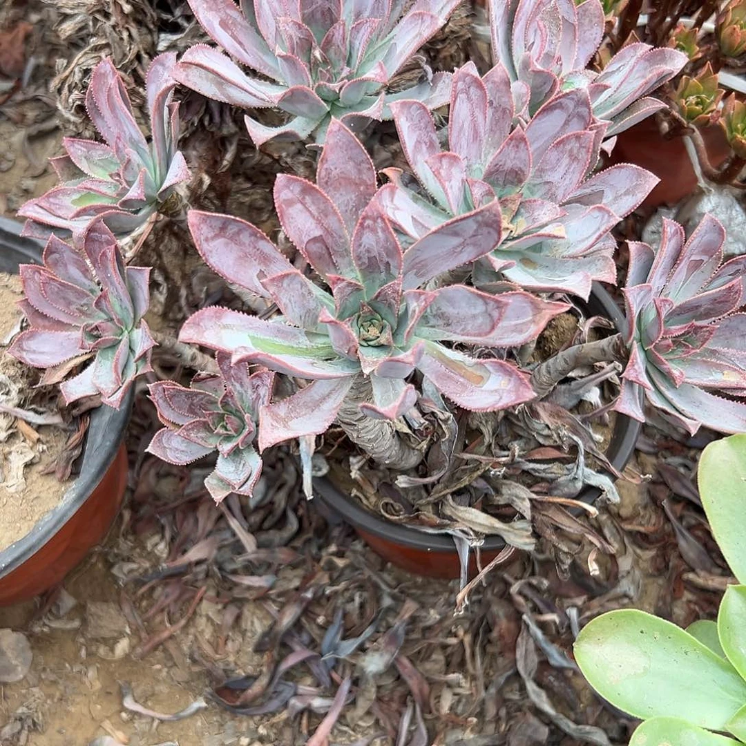 多肉植物多肉植物