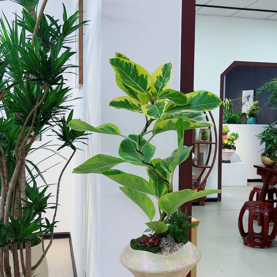 无花朵ℒ**?高端盆景一物一拍