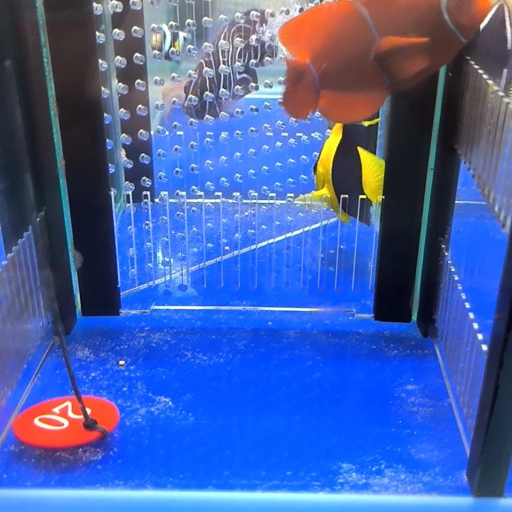 透红8+/1-10-20海水